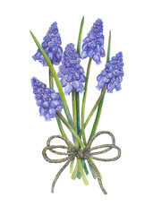 Fototapeta premium A hand-drawn image of a cute bouquet of muscari tied with twine.