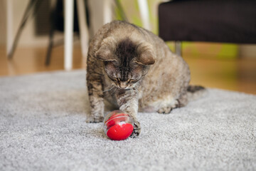 Adorable cat trying to take out a crunch from slow feeder ball with food inside, pushing it with paw. Playful kitty having fun with a challenging toy for felines at home. Accessory against overeating.