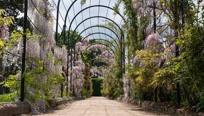 The Trellis Walk with several varieties of wisteria growing, at the historic gardens on the...