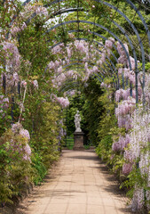Obraz premium The Trellis Walk with several varieties of wisteria growing, at the historic gardens on the Trentham Estate, Stoke-on-Trent, Staffordshire UK.