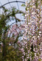 The Trellis Walk with several varieties of wisteria growing, at the historic gardens on the Trentham Estate, Stoke-on-Trent, Staffordshire UK.