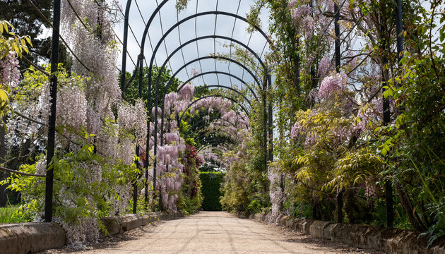 The Trellis Walk with several varieties of wisteria growing, at the historic gardens on the Trentham Estate, Stoke-on-Trent, Staffordshire UK.