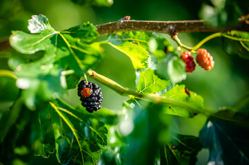 ladybug on a berry