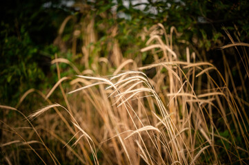 reeds in the wind