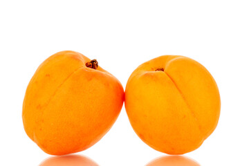 Two ripe sweet apricots, close-up, isolated on a white background.