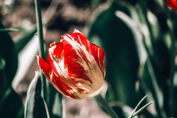 red tulip flower