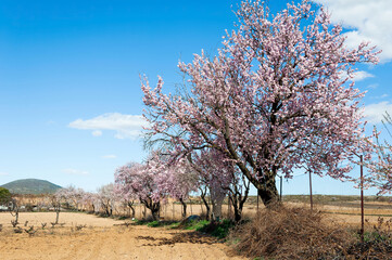 Almendros en una huerta 1