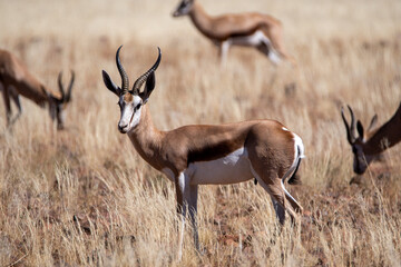 Springbok antelope (Antidorcas marsupialis) in natural habitat, Namibia