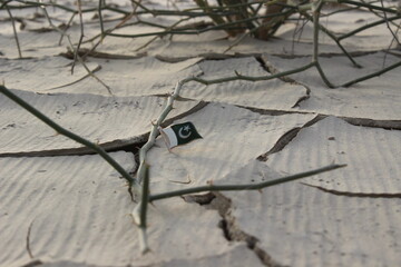 little badge on cracked mud 