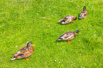 Male female mallard ducks on green grass natural background Germany.
