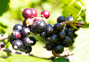 Photography on theme beautiful bush berry black currant