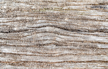 Beautiful wooden fracture old oak, natural texture close up