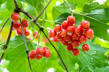 Photography on theme beautiful sour berry viburnum