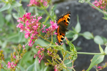 Small tortoiseshell butterfly (Aglais urticae) sitting on a pink flower in Zurich, Switzerland