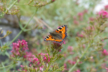 Small tortoiseshell butterfly (Aglais urticae) sitting on a pink flower in Zurich, Switzerland