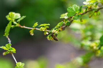 Bee and flower. Close-up of a striped bee collecting pollen on a green background. Summer and spring backgrounds