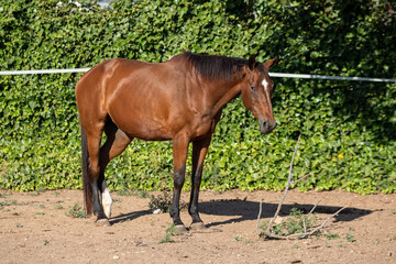 Obraz premium Beautiful brown horse standing