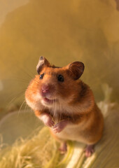 Syrian brown hamster on a yellow background