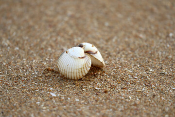 Fototapeta na wymiar Close-up of an open shell on wet sand