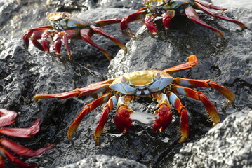 Crab