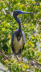 Tricolored Heron
