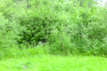 Obraz premium Blurred background - Summer forest