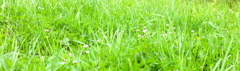 Green grass close up