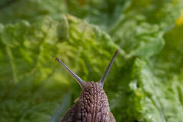 Snail  on a green salad background