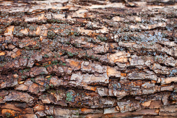 bark of an old tree in cracks in brown tones