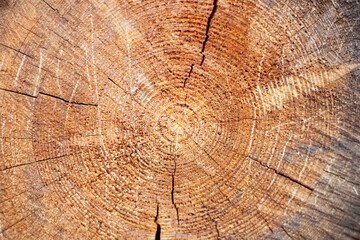 Fototapeta premium brown cut tree with cracked growth rings