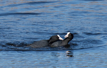 Eurasian coot (Fulica atra), also known as the common coot, or Australian coot. Sothöna.