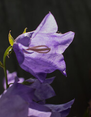 Fototapeta na wymiar Lilac bells on a dark background