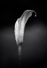 Naklejka na ściany i meble monochrome lily with raindrops