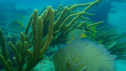 Bluestriped grunt or golden grunt, bluestripe grunt (Haemulon sciurus) undersea, Atlantic Ocean, Cuba, Varadero
