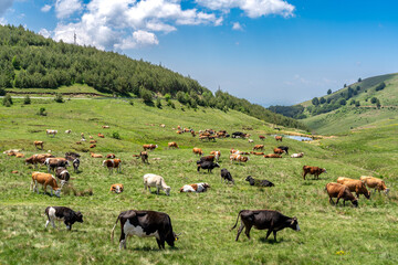 Cows on pasture in mountain meadow. - obrazy, fototapety, plakaty