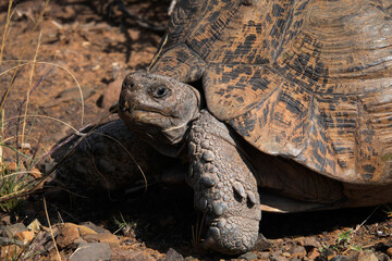 Close-up of leopard tortoise (Stigmochelys pardalis) near guest accommodation, Karoo National Park, Western Cape.