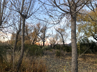 sunset in the mountains of the andes. orange colors with trees