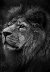 Side portrait of a lion