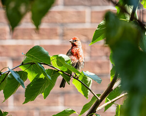 House finch siting on a branch surrounded by green spring foliage, brick wall at a background