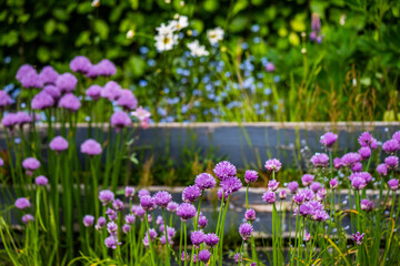 Fototapeta premium flowers in the garden
