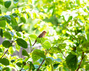 House finch siting on a branch surrounded by green spring foliage