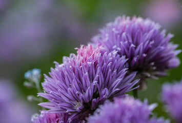 close up on chives