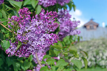 Purple Lilac flowers. Branch with blooming lilac. Delicate and fragrant Lilac flowers.