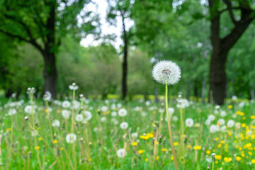 White fluffy dandelion. Field with white and yellow dandelions.