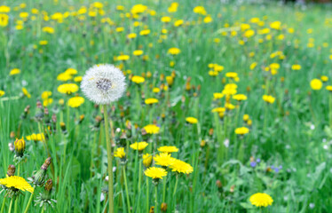 White fluffy dandelion in a meadow with green grass and yellow dandelions.