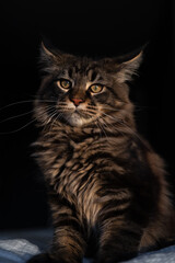 portrait of a cat maincoon