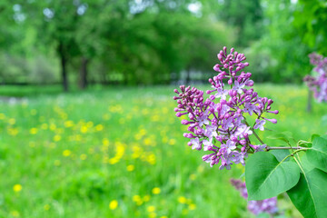 Purple Lilac flowers. Branch with blooming lilac. Delicate and fragrant Lilac flowers.