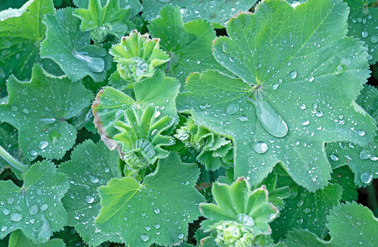 Common cuff (lat. Alchemilla vulgaris) is a perennial herbaceous medicinal plant with drops of water after rain on green terry leaves.