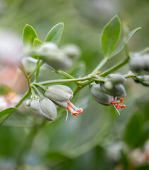 Endemic wildflower with orange seeds, close-up, Turkey