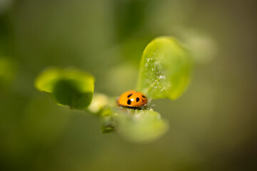 ladybird on a yellow flower